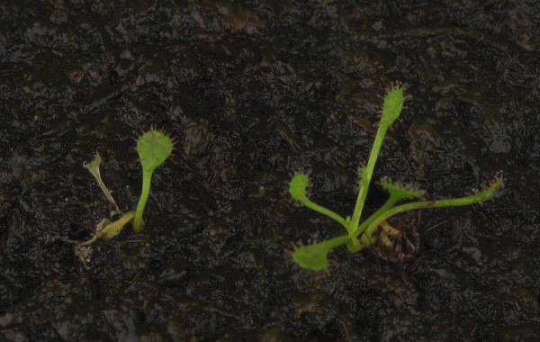 Drosera radicans leaf cuttings